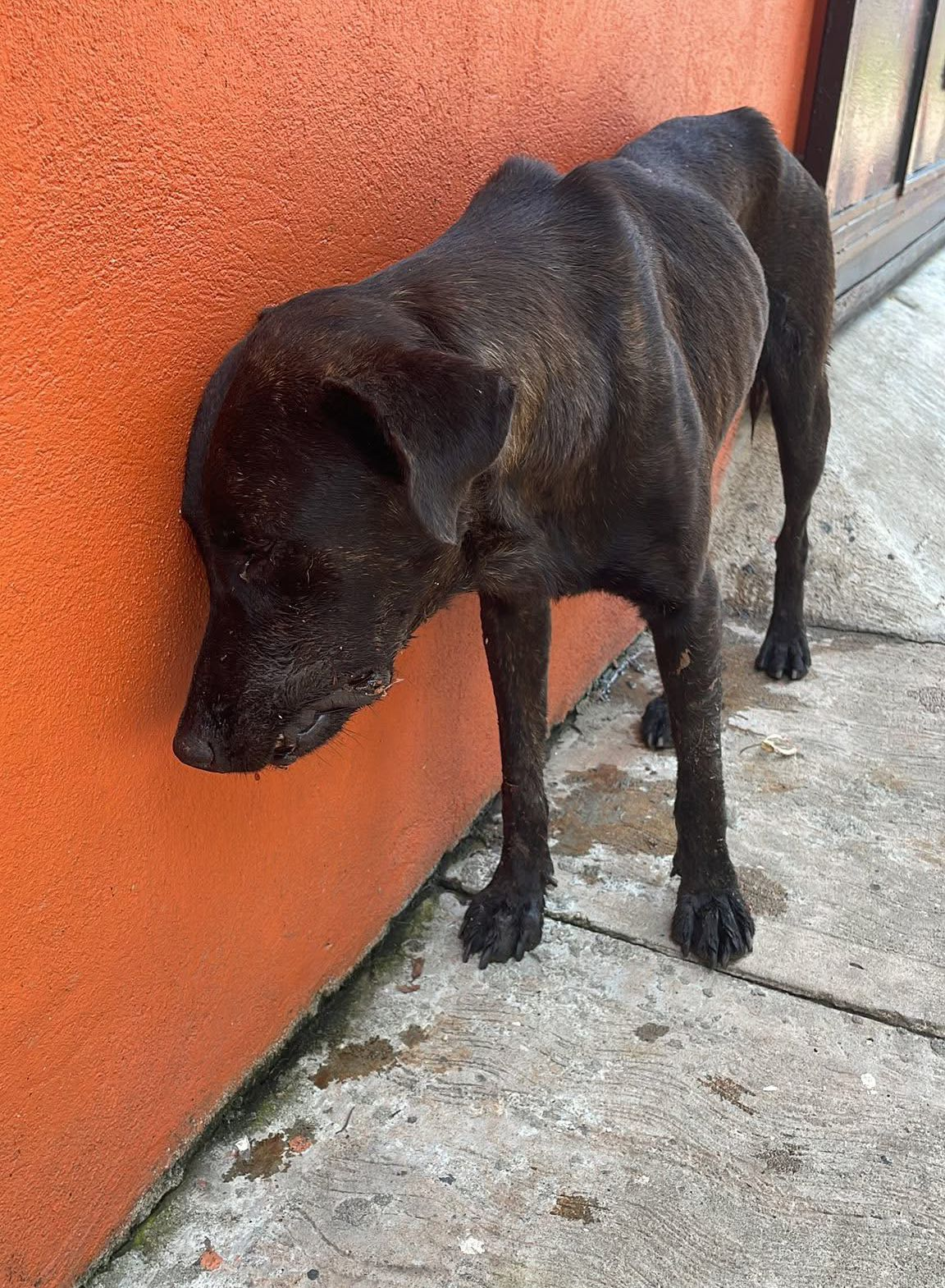 Justicia para Capuchino: PVEM plantea endurecimiento de penas por crueldad animal