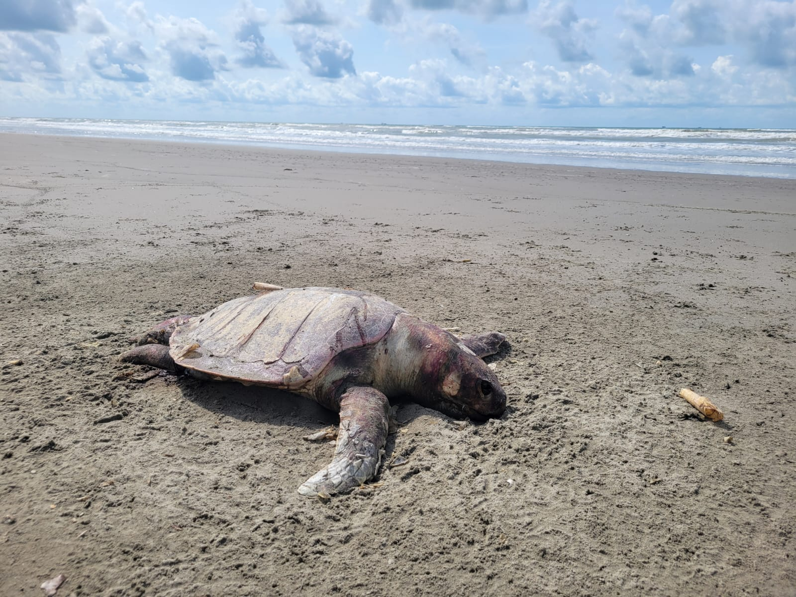 Derrame de hidrocarburo provoca mortandad de peces en Tabasco