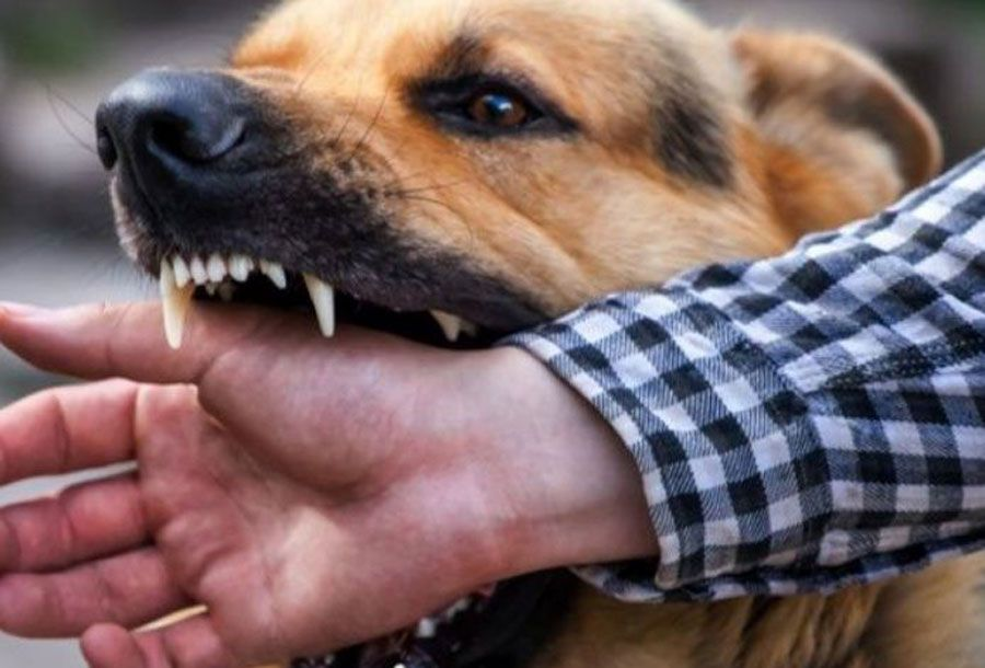 Incrementan casos de mordeduras de perro en Tabasco