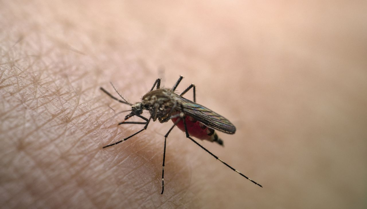 42% de casos de dengue en Tabasco son graves o con signos de alarma