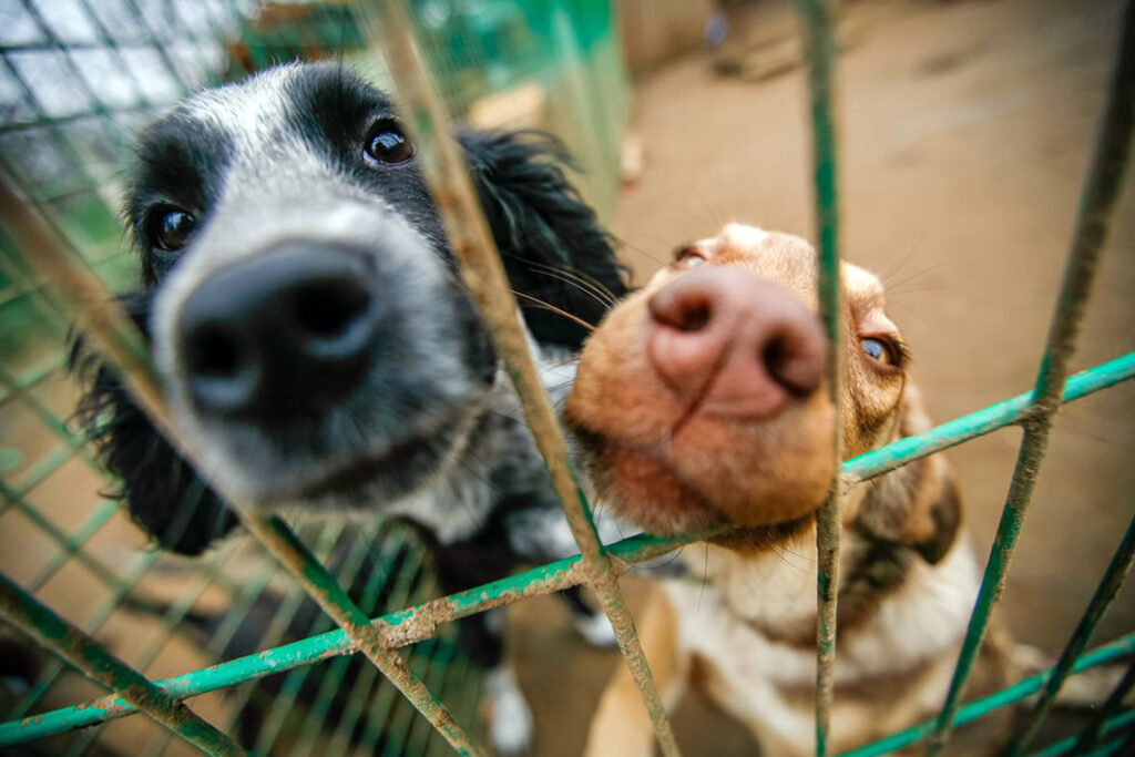 PVEM Tabasco alista propuesta para crear refugio animal