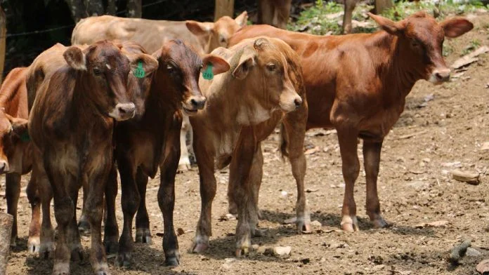 Confirman 418 casos de gusano barrenador en Tabasco 