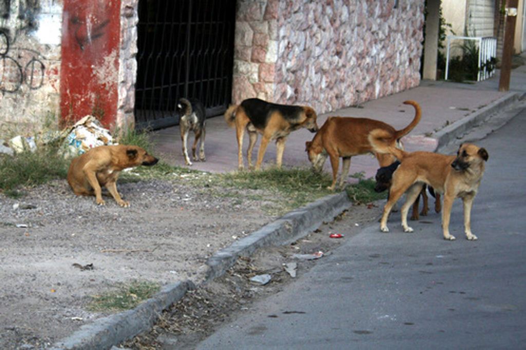 Acumula Centro 50 mil perros en situación de calle; PVEM emprende jornadas de vacunación 