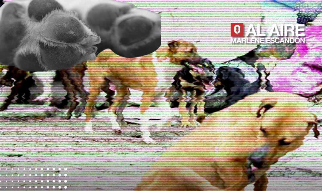 Envenenan a 26 perros en Gómez Palacio, Durango; autoridades ya investigan