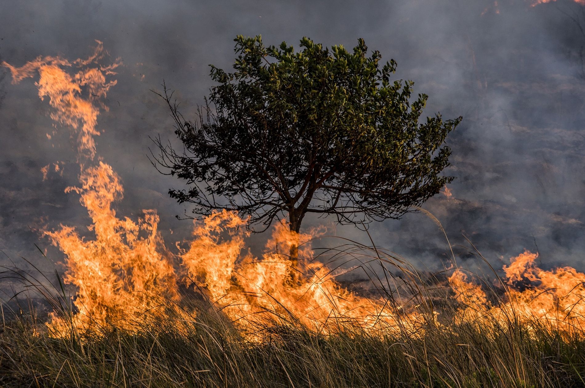 Tabasco, sexto estado con mayor superficie afectada por incendios forestales en 2025