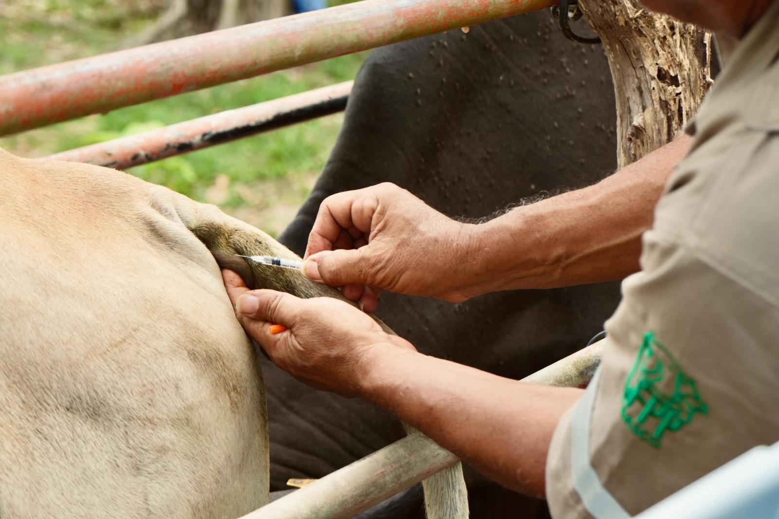Más de 52 mil animales revisados sin casos de tuberculosis en Jalpa de Méndez 