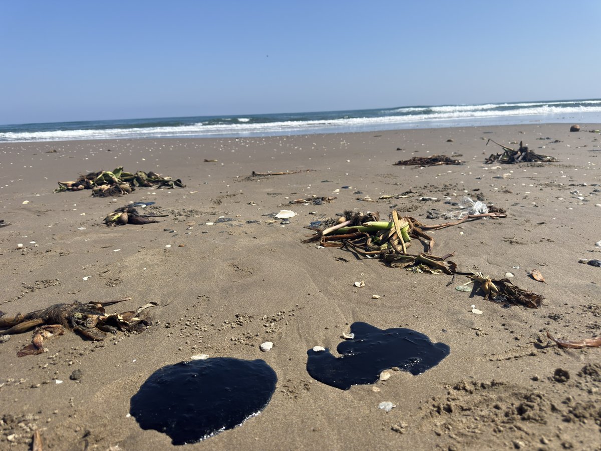 PVEM fijará postura por derrame de hidrocarburo en costas de Tabasco y Veracruz