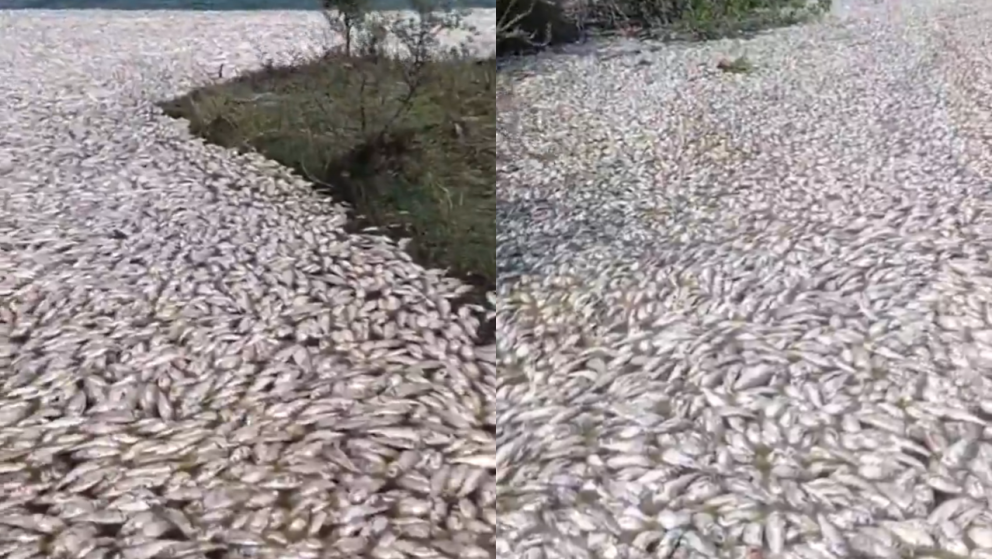 Mortandad de peces en río Pánuco es por apertura de una compuerta que provocó mezcla de salinidad 