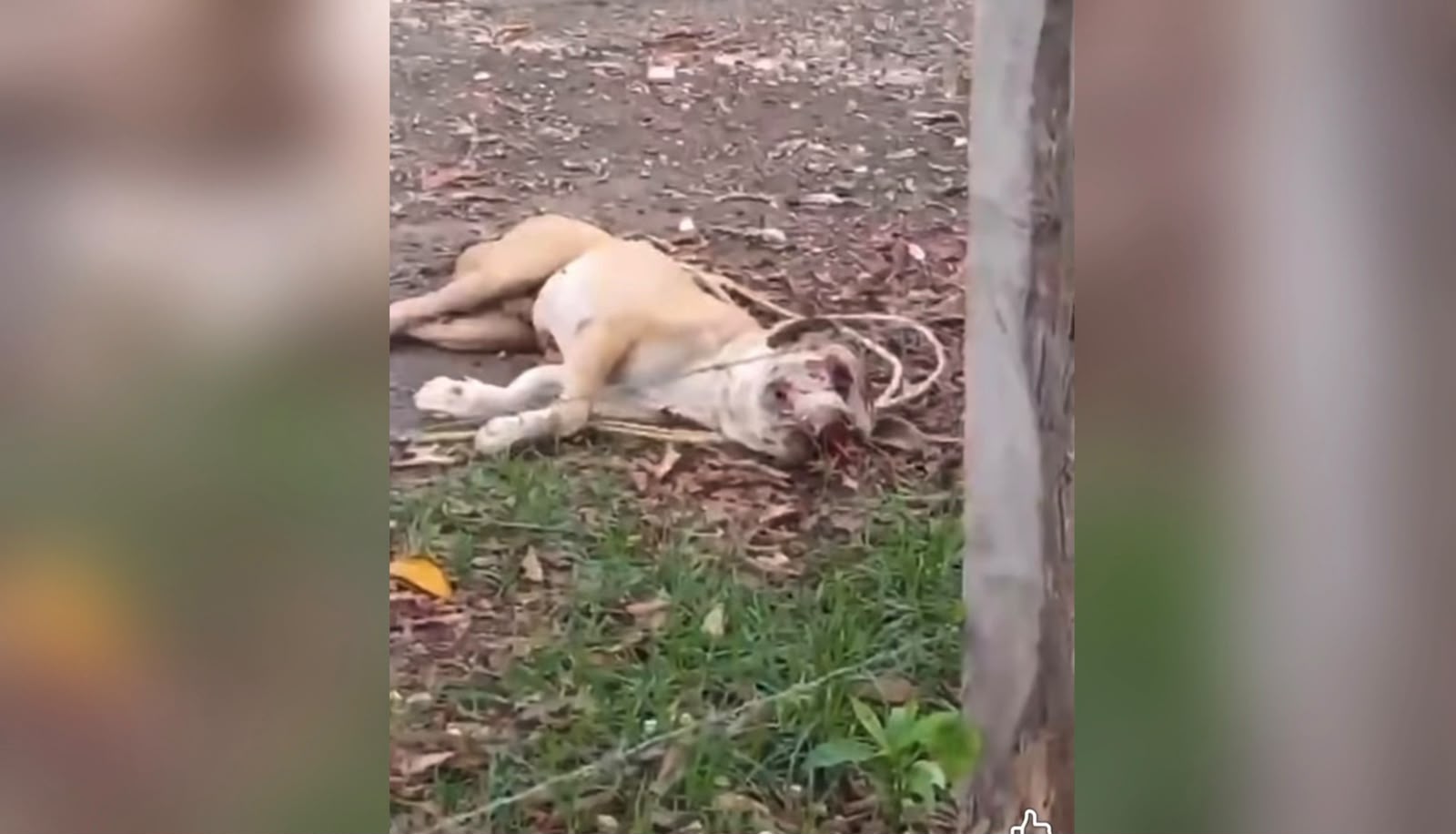 Otro caso de maltrato animal en Tabasco: denuncian brutal agresión contra un perro que perdió un ojo