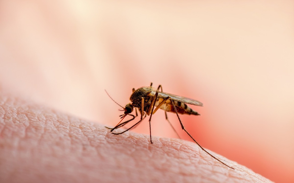 Tabasco baja al tercer lugar nacional en casos de dengue, reporta Salud