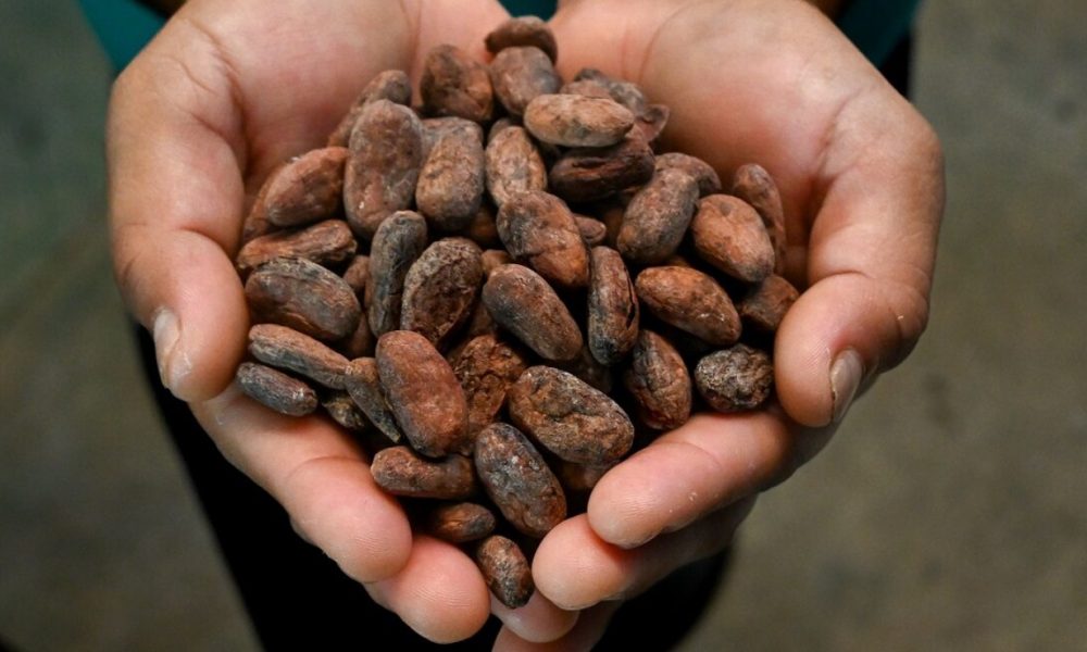 Anuncio de planta procesadora de cacao atrae nuevas inversiones a Comalcalco, asegura alcalde