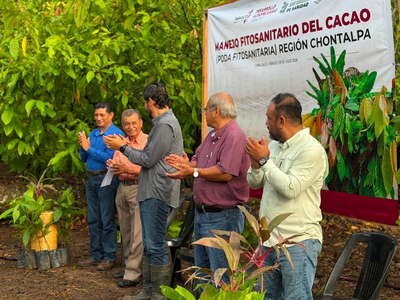 Combate directo a la moniliasis: SEDAP inicia programa de poda fitosanitaria del cacao en Comalcalco