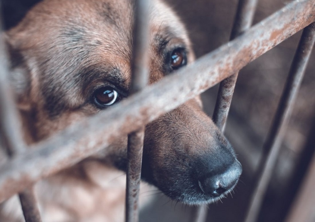 PVEM destaca respuesta de la Fiscalía de Tabasco ante casos de maltrato animal