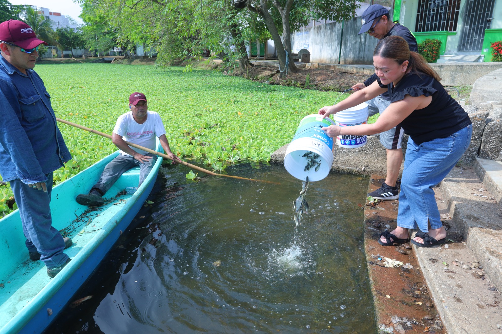 Siembra Gobierno de Centro más de 1.4 millones de crías de mojarra tilapia en cuerpos lagunares