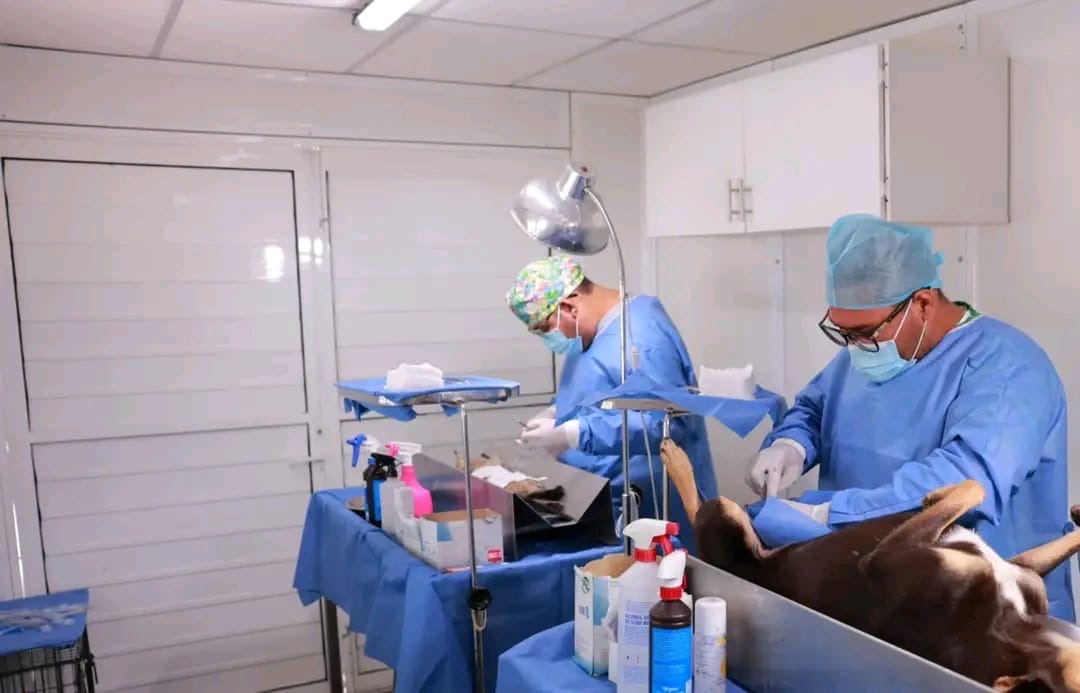 Cerca de 1,900 perros se han esterilizado en Centro en la Unidad Móvil de Esterilización Canina y Felina