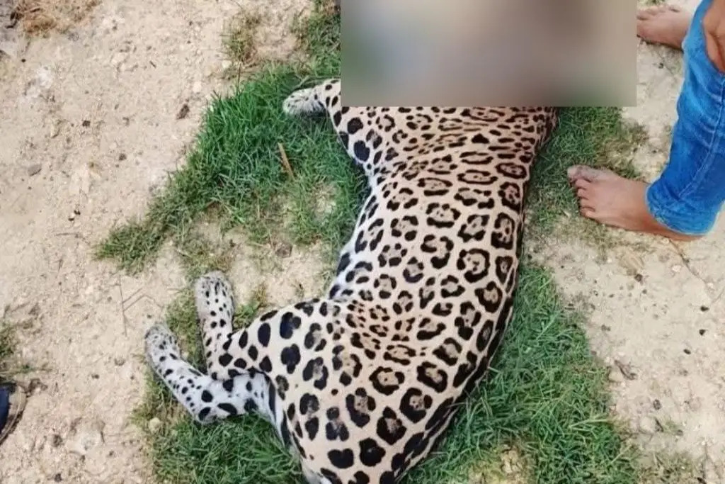 Asociación civil exige justicia por muerte de jaguar en Macuspana; pide castigo ejemplar a responsables