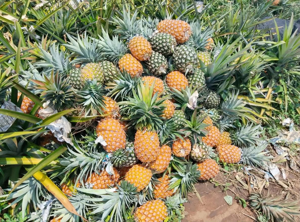 Tabasco se mantiene como tercer productor de piña del país