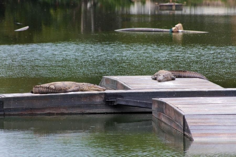 Instalan asoleadero para cocodrilos y comedero para manatíes en Laguna de las Ilusiones