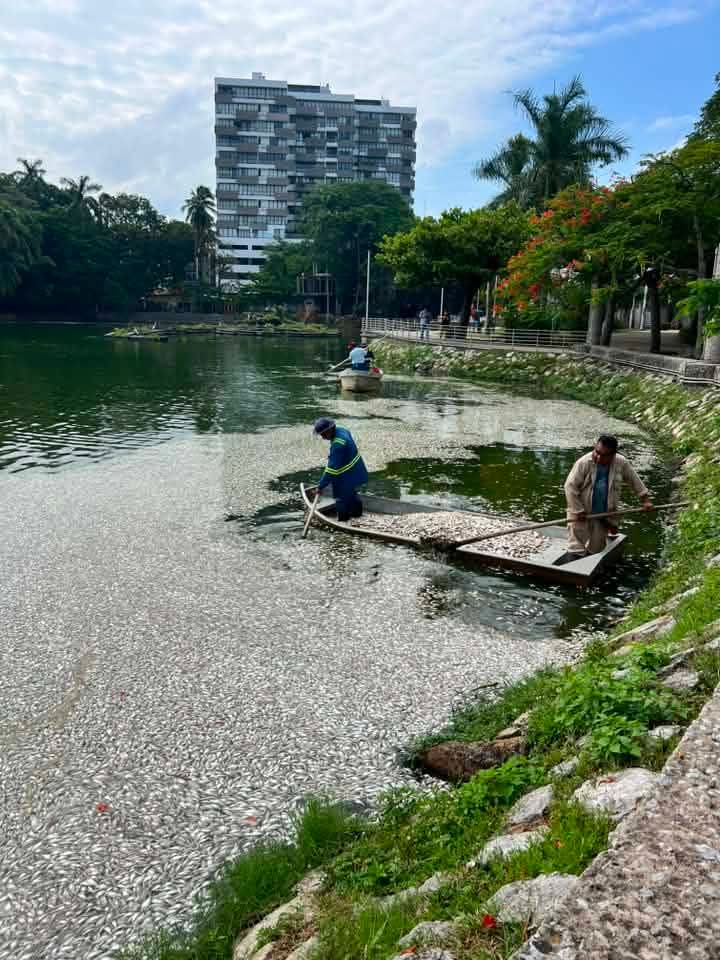 Retiran cientos de peces muertos de la Laguna de las Ilusiones