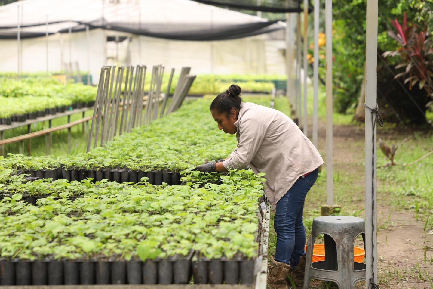 Preparan jornada para plantar 2.4 millones de árboles en Tabasco