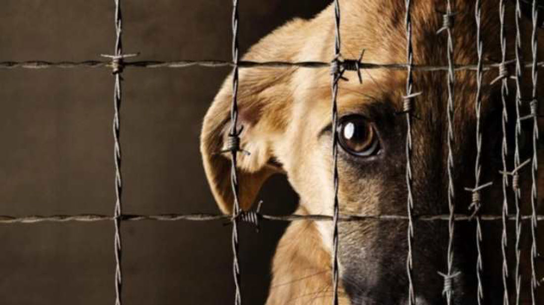 Paraíso, el municipio más incumplido en atención al maltrato animal