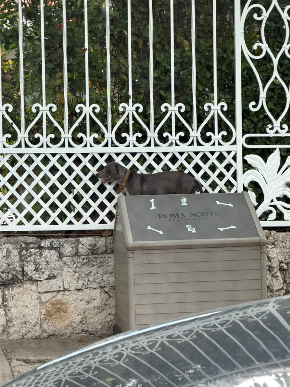 Denuncian presunto descuido de un perro afuera de restaurante en Villahermosa